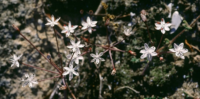 Strumaria chaplinii