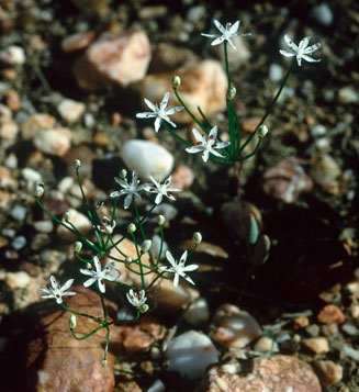 Strumaria pygmaea