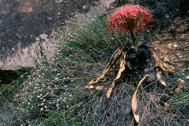 Boophone disticha (Fan-leaved boophone, Poison bulb, Sore-eye flower, Tumblehead)