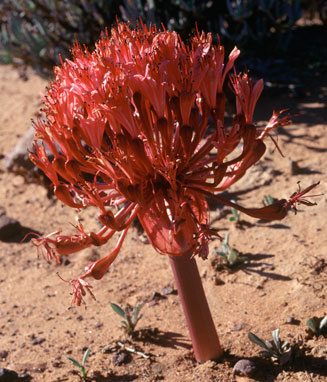 Brunsvigia pulchra