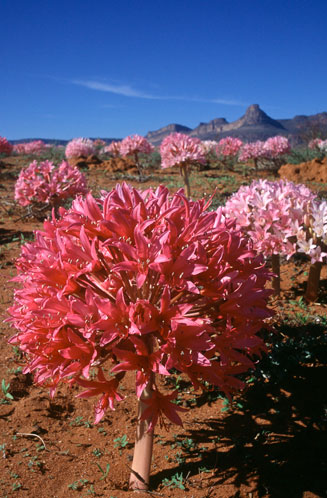 Brunsvigia elandsmontana