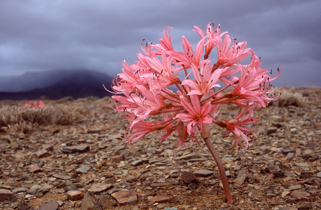 Brunsvigia elandsmontana