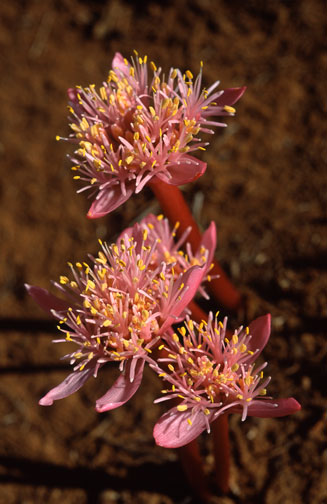 Haemanthus barkerae