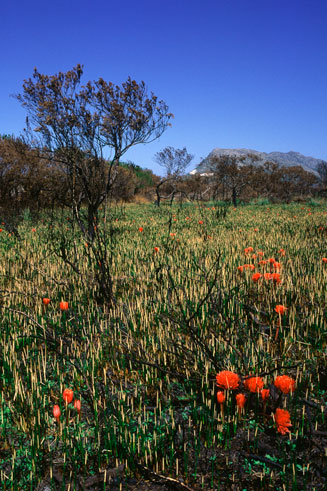 Haemanthus canaliculatus