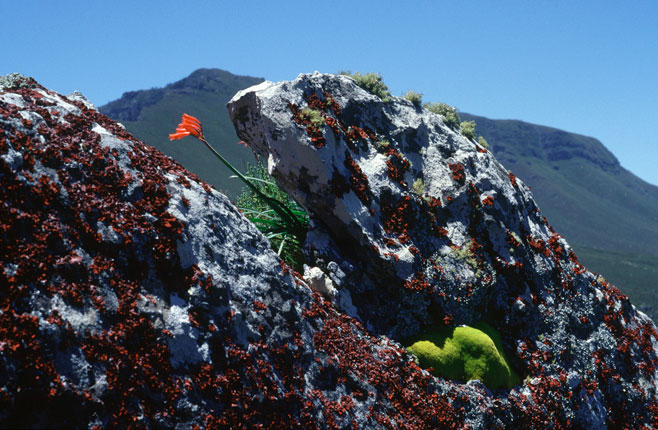 Cyrtanthus collinus