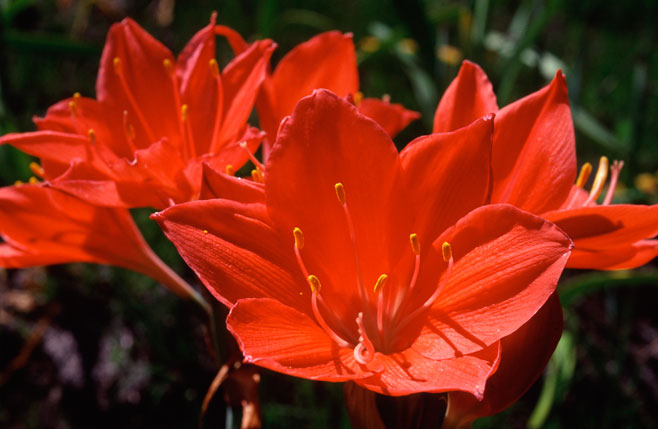Cyrtanthus elatus