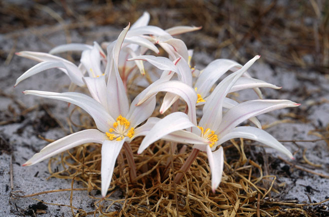 Gethyllis latifolia