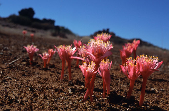 Haemanthus barkerae