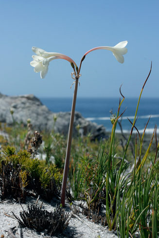 Cyrtanthus leucanthus 