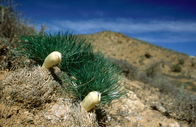 Gethyllis grandiflora