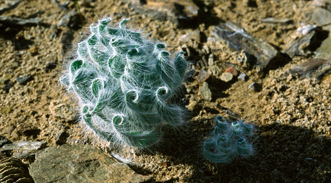 Gethyllis villosa