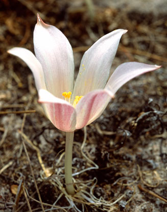 Gethyllis afra