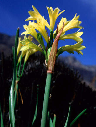 Cyrtanthus aureolinus