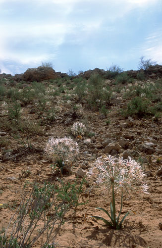 Nerine laticoma
