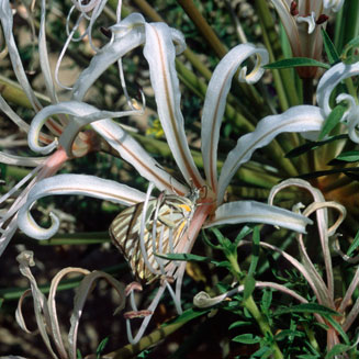 Nerine laticoma