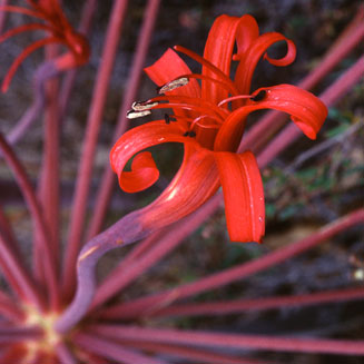 Brunsvigia josephinae