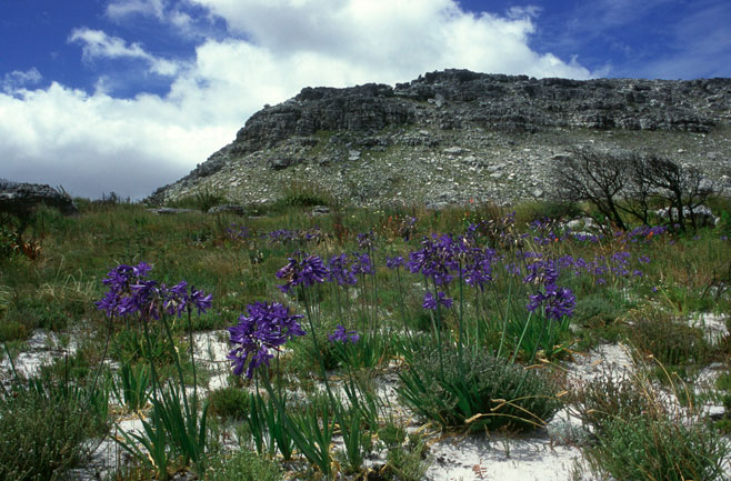 Agapanthus africanus