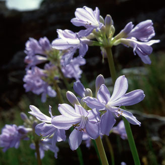 Agapanthus africanus