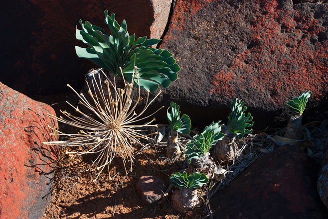 Boophone disticha (Fan-leaved boophone, Poison bulb, Sore-eye flower, Tumblehead)