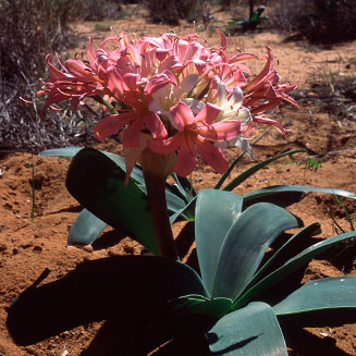 Ammocharis longifolia