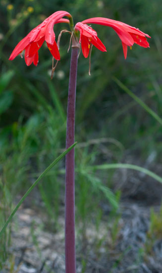 Cyrtanthus fergusoniae