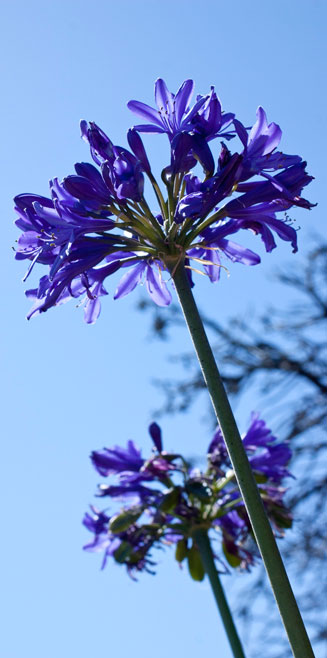 Agapanthus africanus