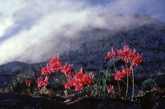 Nerine sarniensis (Guernsey lily)