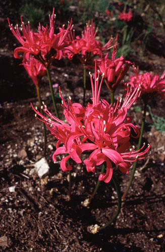 Nerine sarniensis (Guernsey lily)