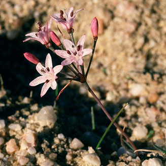 Hessea pusilla