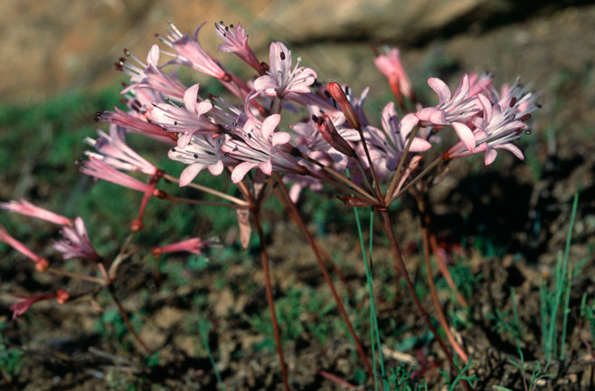 Strumaria watermeyeri