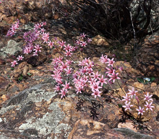 Strumaria salteri