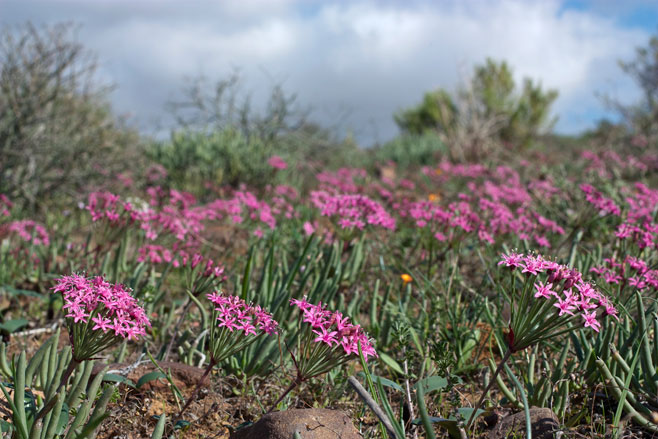 Hessea breviflora