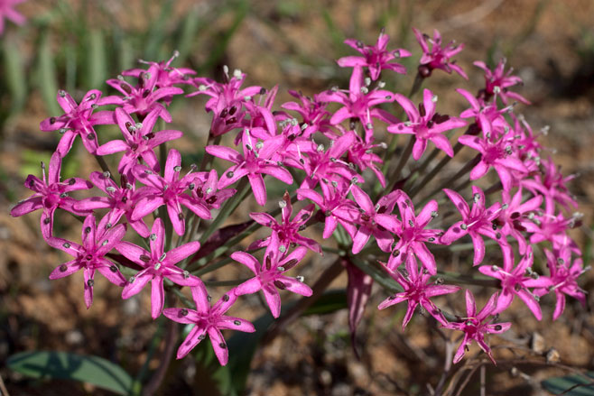 Hessea breviflora