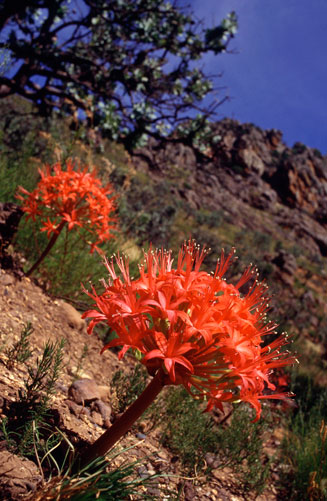 Brunsvigia marginata 