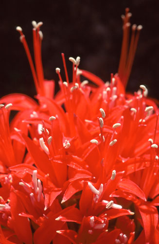 Brunsvigia marginata 
