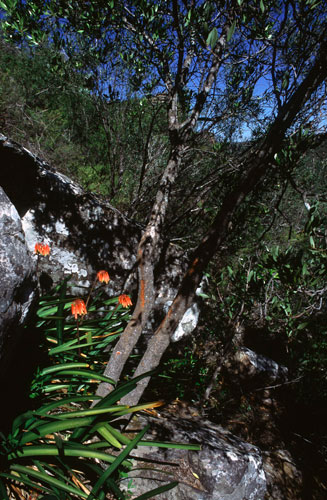 Clivia mirabilis
