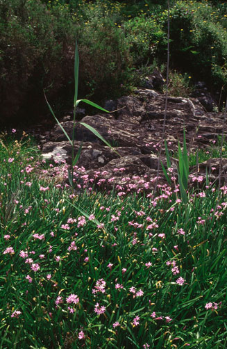 Tulbaghia violacea (Wild garlic)