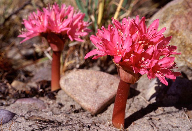 Brunsvigia elandsmontana 