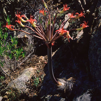 Brunsvigia josephinae