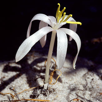 Apodolirion cedarbergense