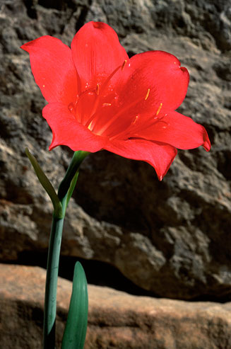Cyrtanthus flammosus