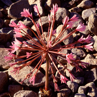 Brunsvigia herrei