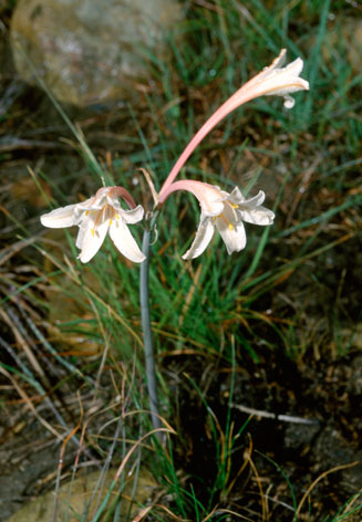 Cyrtanthus leptosiphon