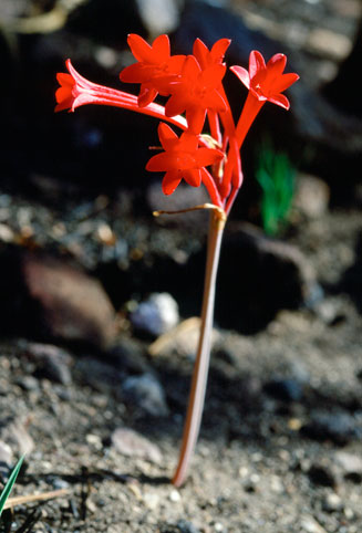 Cyrtanthus odorus