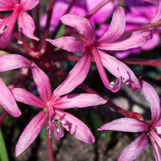 Brunsvigia striata
