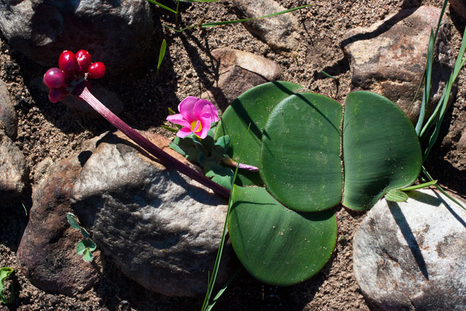 Haemanthus sanguineus (April fool)