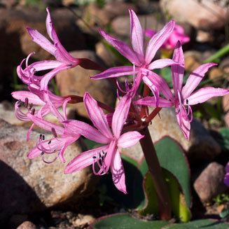 Brunsvigia striata