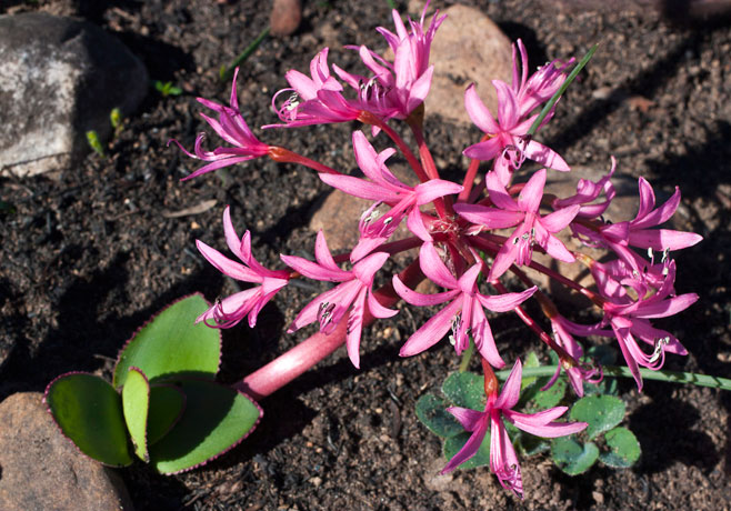 Brunsvigia striata