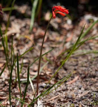 Cyrtanthus brachyscyphus (Dobo Lily, Orange Ifafa Lily)