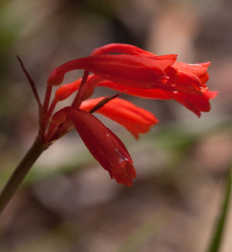 Cyrtanthus brachyscyphus (Dobo Lily, Orange Ifafa Lily)